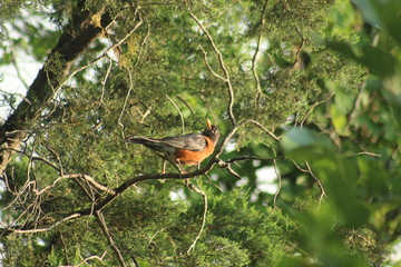 Robin in a cedar tree