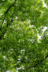 green treetop with leaves and branches