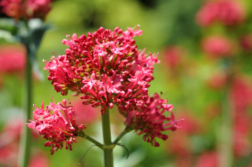 close-up of inflorescence of a red valerian in a garden