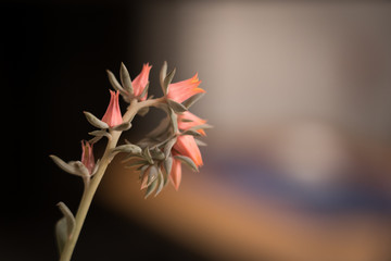 Fototapeta na wymiar Blüten