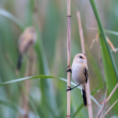 Close up of a young Bearded Reedling in the wild- Romania