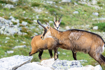 Tatra Chamois ( Rupicapra rupicapra tatrica ). Tatra Mountains.