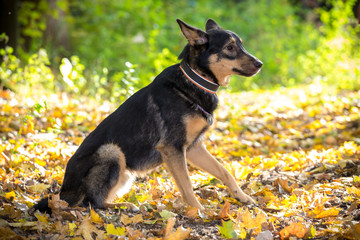 Portrait of mongrel dog on autumn forest