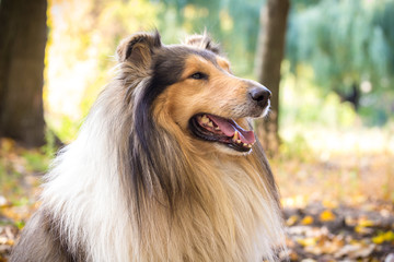 Portrait of collie dog on autumn forest