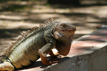 Iguana