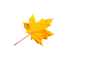 Red-yellow Maple leaf on a white background.