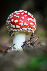 Detail of isolated fly amanita (fly agaric) mushroom