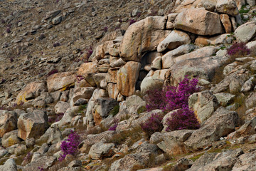 Russia. Mountain Altai. Chuyskiy tract in the period of the flowering of Maralnik (Rhododendron Ledebourii).