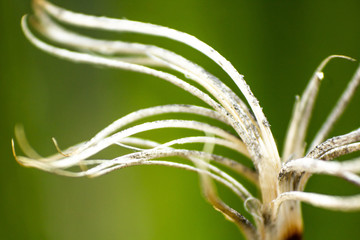 flores en estado natural