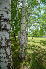 birches in a row close-up with blurred background on a Sunny day