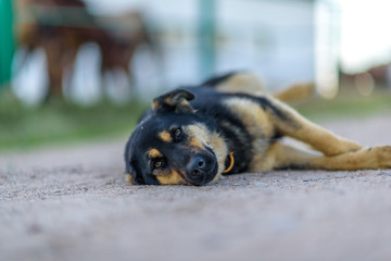 Homeless tired dog lying on the road.