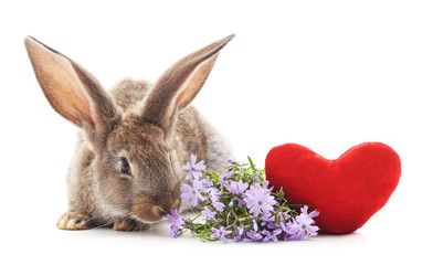 Two rabbits with toy heart.