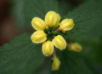 Gewöhnliche Goldnessel, Blüte von oben