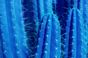 Closeup of Thorny Cactus in Vibrant Blue Colored for Background or Banner