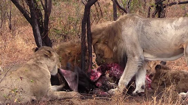 A pride of lions rip and tear at a buffalo carcass as they feed in the African wilderness