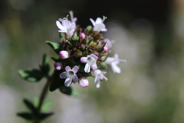 Extreme close up image of the tiny flowers of Thymus vulgaris also known as common, garden or English thyme. Selective focus with copyspace.