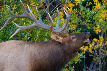 Rutting Elk