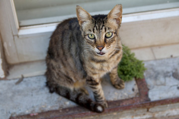 Cat in Jerusalem in the old city
