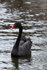black swan on the pond in royal park