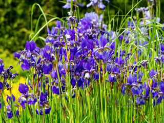 Flowers irises in the garden © Prajzner