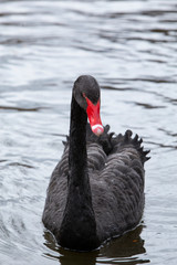 black swan on the pond in royal park
