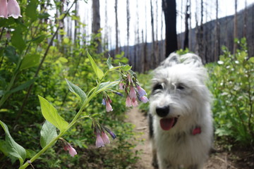 Landscapes of the Pacific Northwest