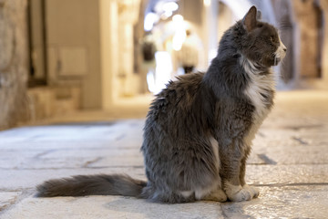 Obraz premium Cat in Jerusalem in the old city