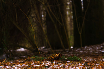 Fir cone on the snow in the spring forest close up