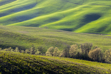 Naklejka premium green fields and hills in Tuscany