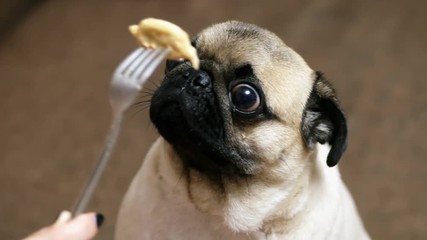 Funny portrait of a surprised and hungry pug, girl teases a dog with food, hypnotizes moving food in front of the muzzle, pug want to eat