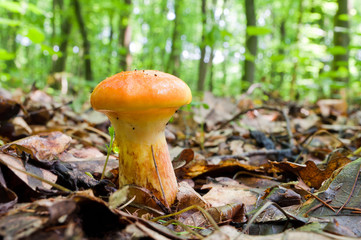 Edible mushroom Suillus elegans grows in the woods.