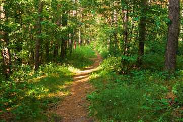 Fototapeta premium Footpath for people in the green forest. National park.