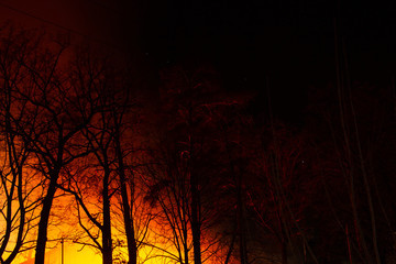 Night fire in the autumn deciduous forest