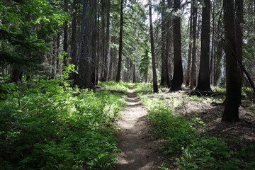 Landscapes of the Pacific Northwest
