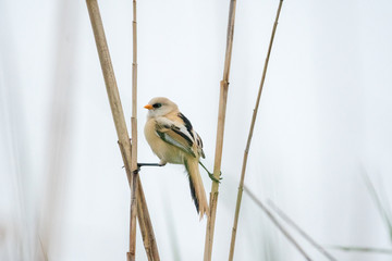 Close up of a young Bearded Reedling in the wild- Romania