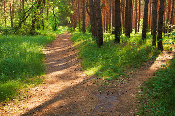 Footpath for people in the green forest. National park.