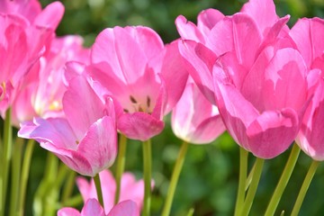 Beautiful pink tulips flowers at the spring day. Pink tulips flower with selective focus in the flowerbeds. Seasonal tulip blooms. Summer flower background. Bright pink blossom in summer park