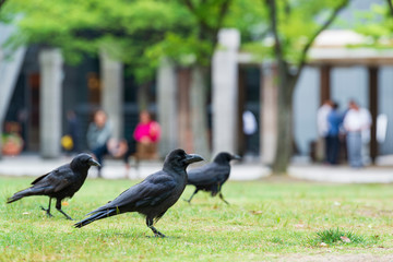 Funny black crows on the city streets.
