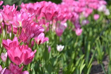 Blurred pink tulips flowers at the sunny spring day. Seasonal tulip blooming. Pink tulips flower with selective focus in the flowerbeds. Colorful flower background. Bright pink blossom in summer park