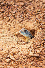 Common Butterfly lizard emerge from the burrow on gravel dirt ground.