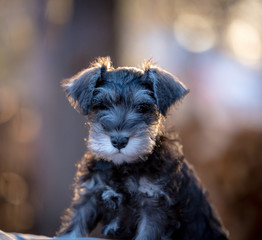 portrait of mini schnauzer puppy with cute flopped over ears