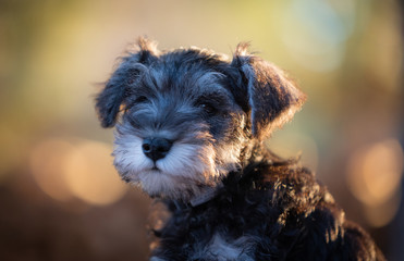 portrait of mini schnauzer puppy with cute flopped over ears