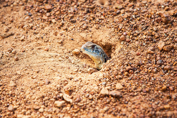 Common Butterfly lizard emerge from the burrow on gravel dirt ground.