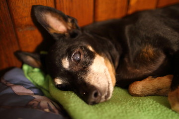 Relaxed rest on a comfortable warm sofa