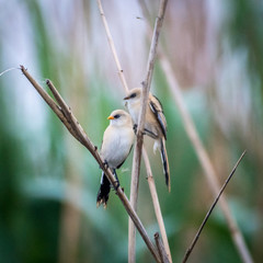 Close up of a young Bearded Reedling in the wild- Romania