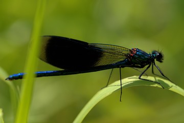 Calopteryx splendens