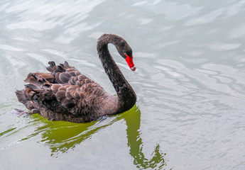 Black Swans swim and forage on the green surface of the lake