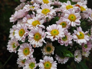 flowers in the garden