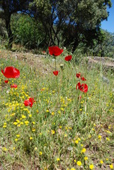 Athens, Greece / May 2019: The archaeological site of the Ancient Agora of Athens.