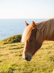 Brown horse portrait during sunset next to the ocean